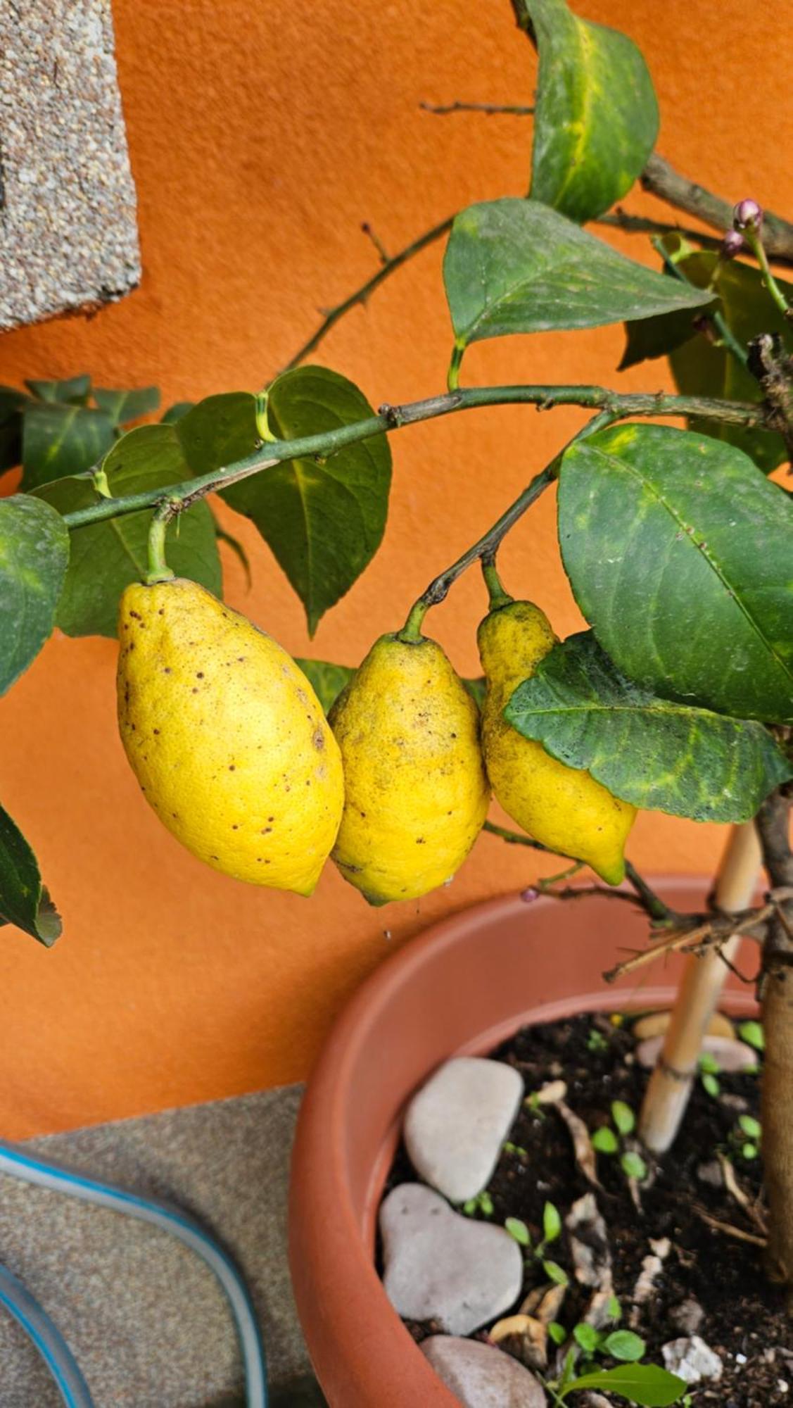 Mexicana Apartment Yellow Zadar Luaran gambar